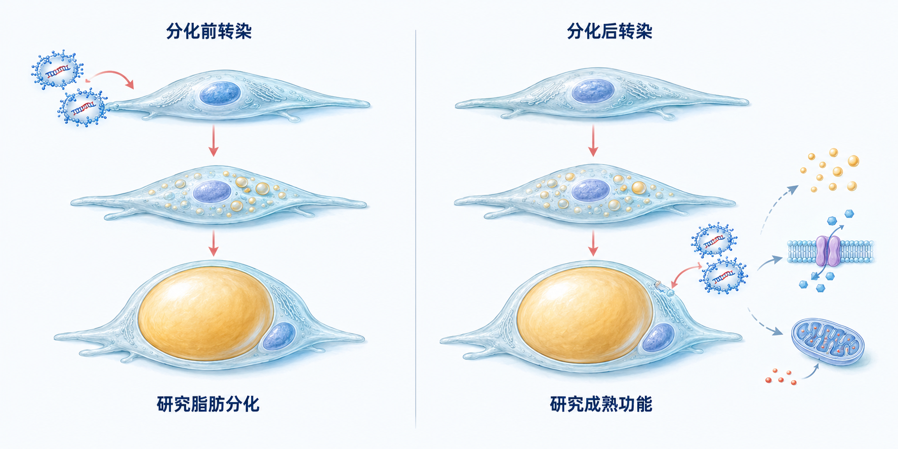 脂肪细胞分化前后进行siRNA转染的研究路径