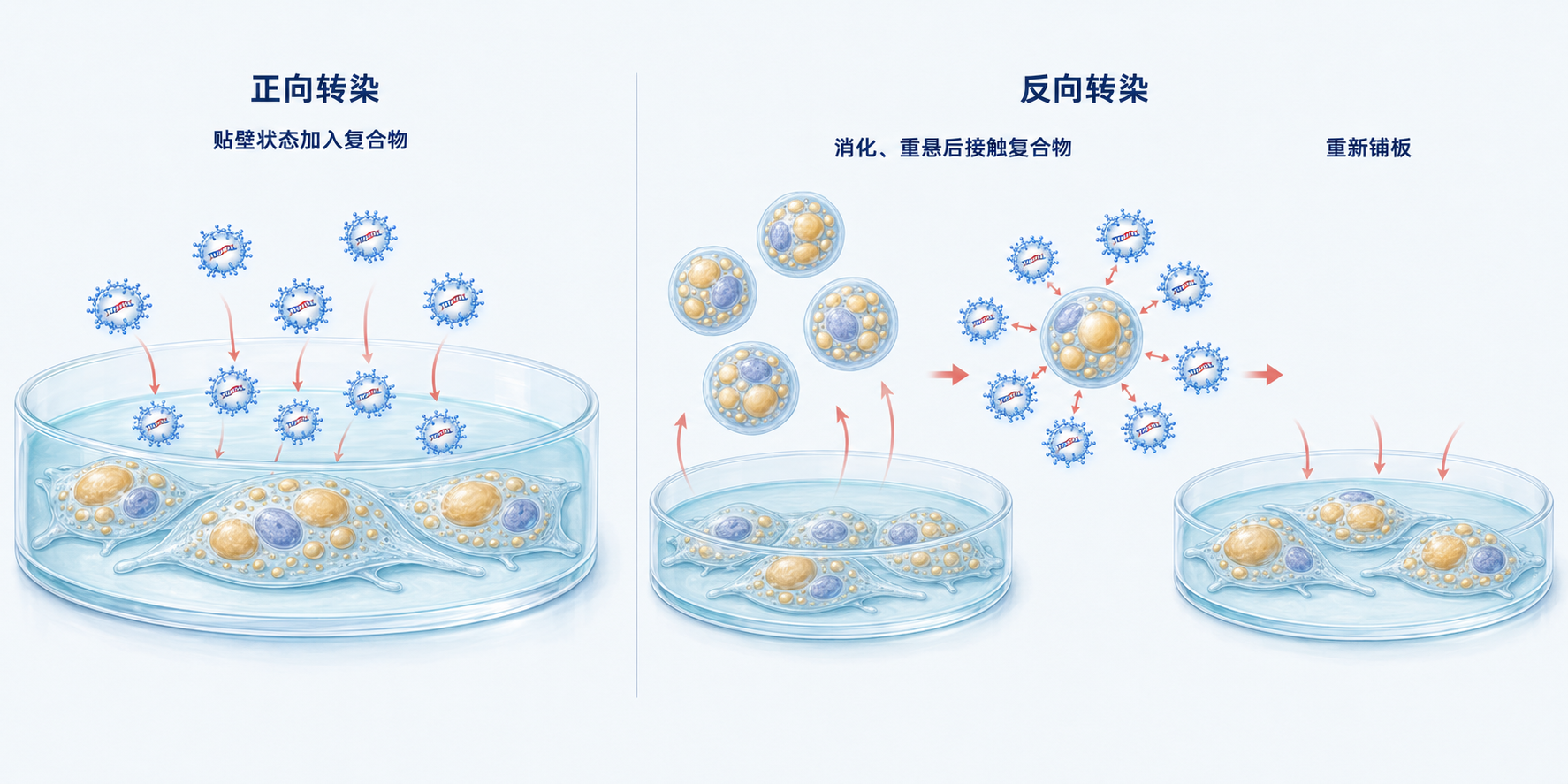 脂肪细胞正向转染与反向转染的操作过程