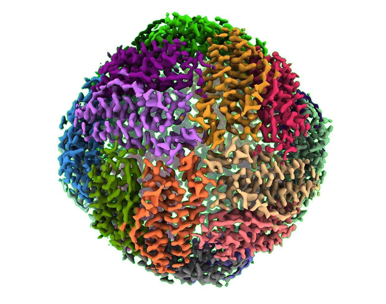单颗粒分析技术解决的蛋白结构