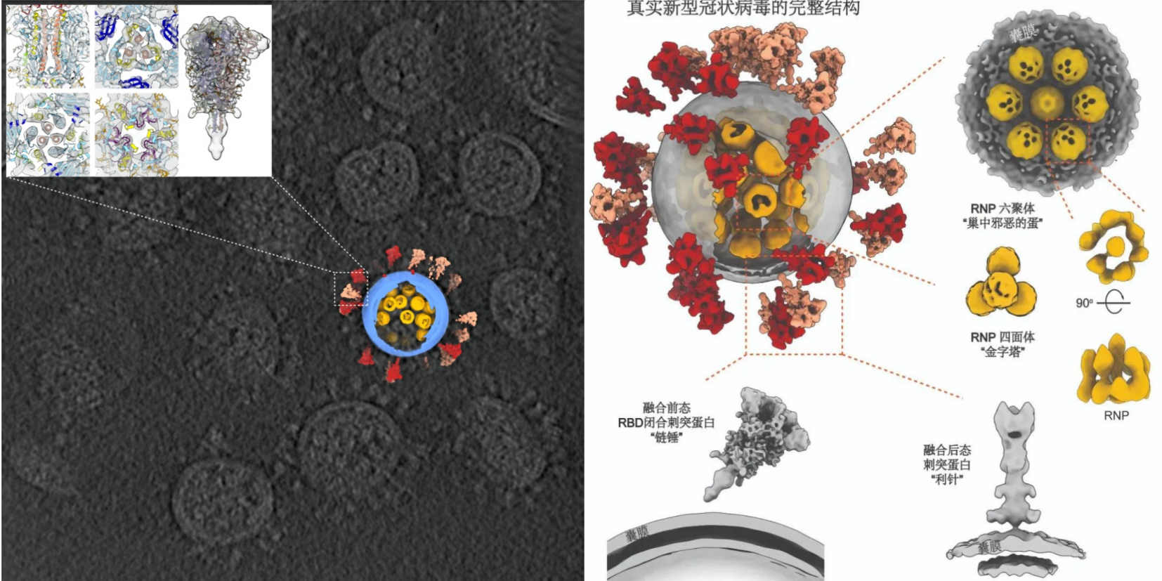 冷冻电镜断层扫描解决的新冠病毒结构