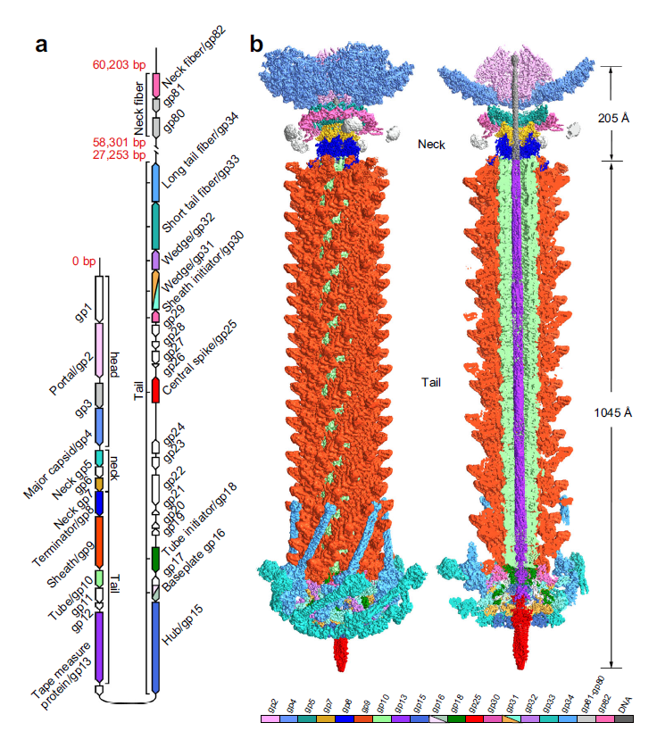 噬藻体A-1(L)尾部机器的完整结构