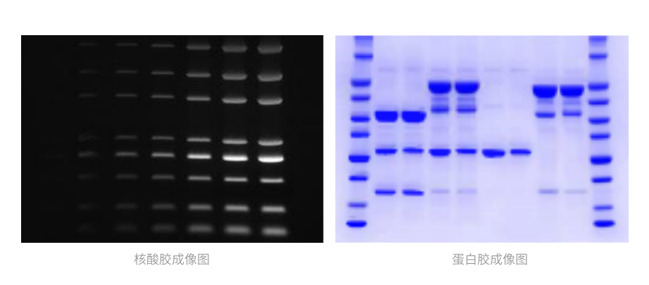 GI-200凝胶成像仪成像图