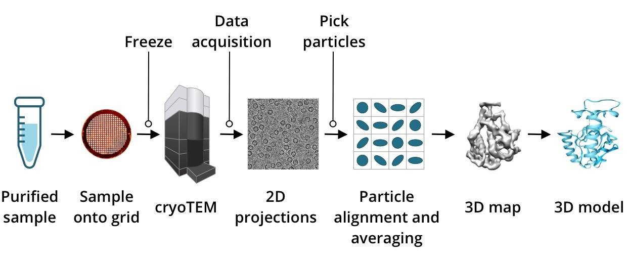冷冻电镜实验流程