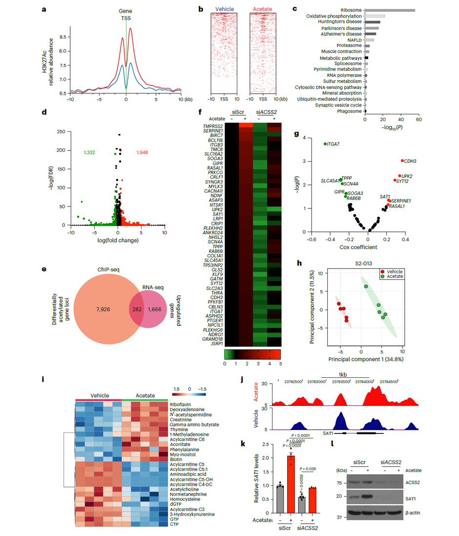 H3K27ac ChIP-seq 与 RNA-seq 联合分析,鉴定 SAT1 为乙酸盐介导生物学效应的关键调控因子