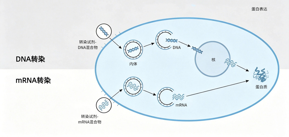 DNA转染与mRNA转染流程对比