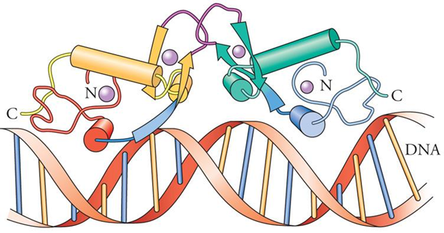 转录因子识别DNA Motif示意图