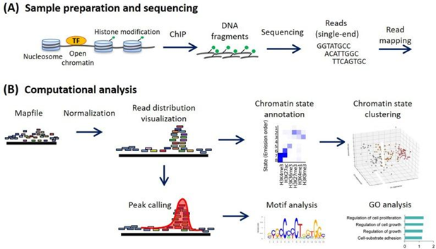 ChIP-seq / CUT&Tag Peak到Motif分析流程图