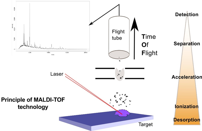 MALDI-TOF MS工作原理示意