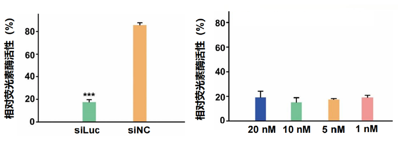 荧光素酶沉默实验结果
