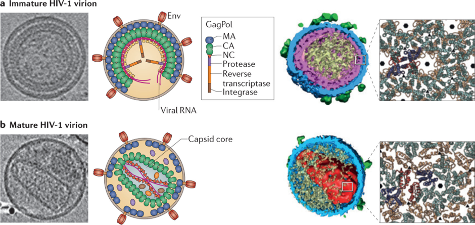 未成熟HIV与成熟HIV结构