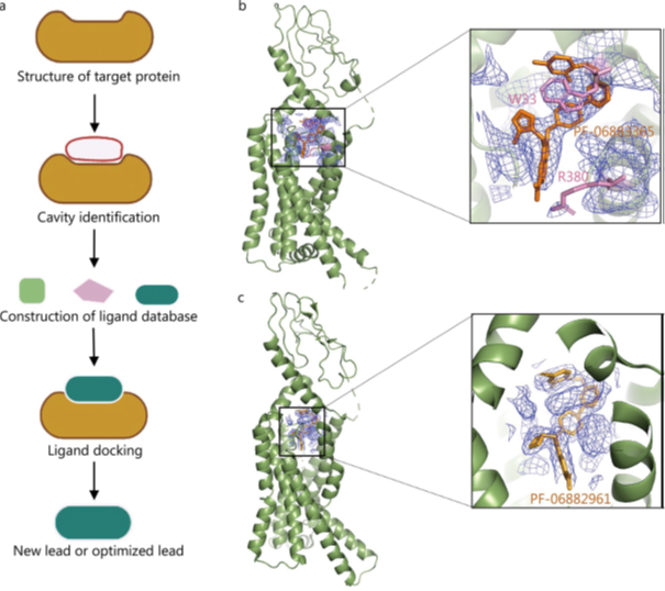 Cryo-EM 解析 GPCR 与小分子药物的结合模式图