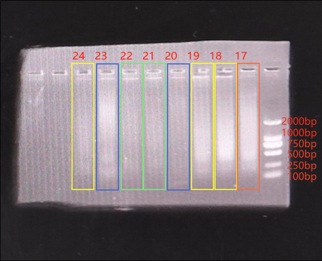 同批次提取的FFPE样本DNA