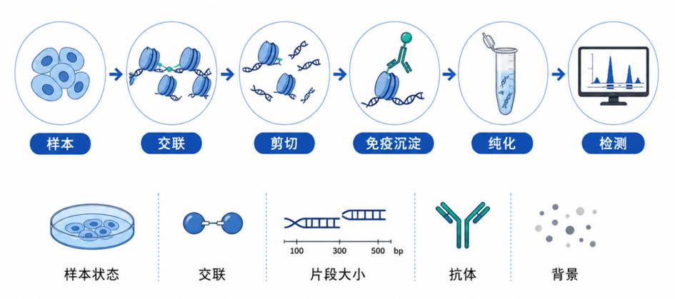 ChIP实验的主要流程及关键影响因素
