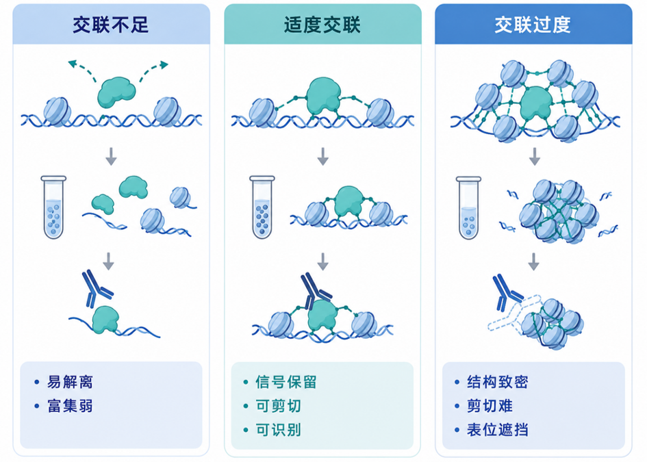 不同交联程度对ChIP实验的影响
