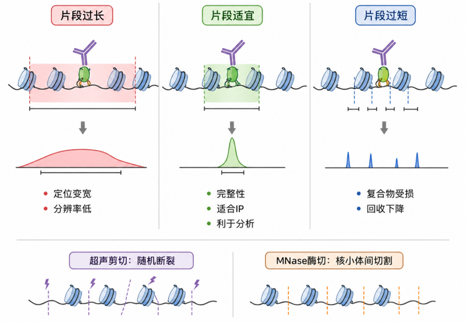 染色质片段长度对ChIP结果的影响