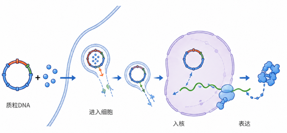 质粒DNA转染与表达流程示意图
