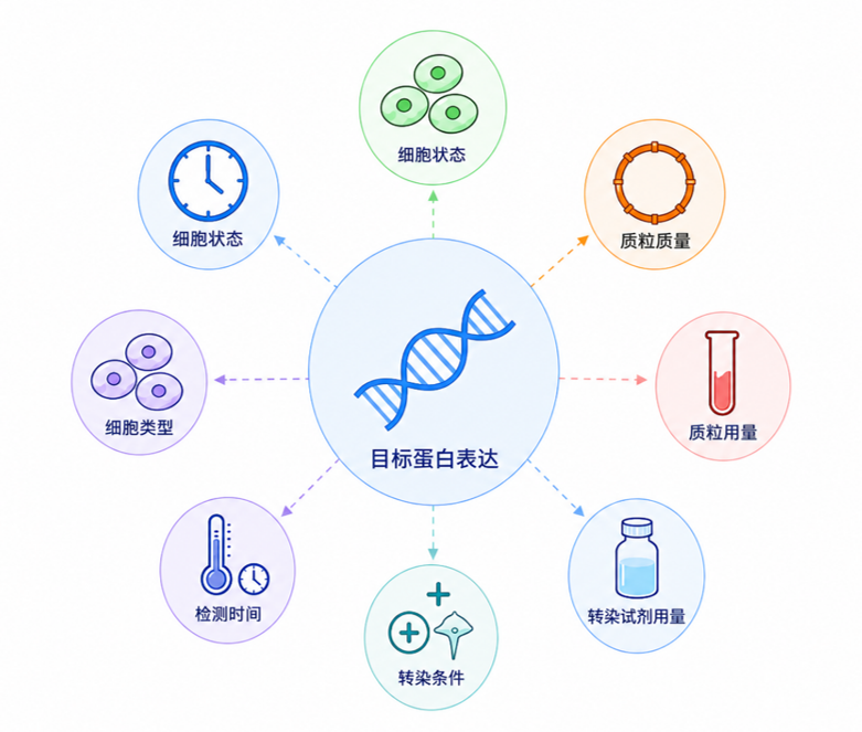 影响质粒转染及表达结果的常见因素