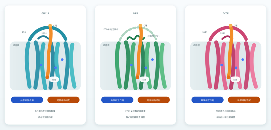 Retatrutide与GLP-1R、GIPR和GCGR的共同识别与局部结构适配示意图