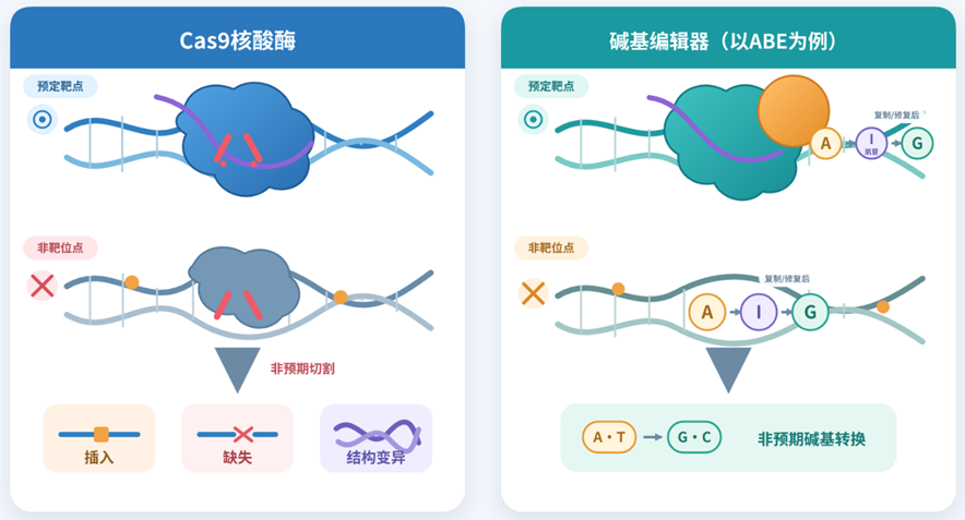 Cas9核酸酶与腺嘌呤碱基编辑器（ABE）在预定靶点和非靶位点的作用方式及可能结果