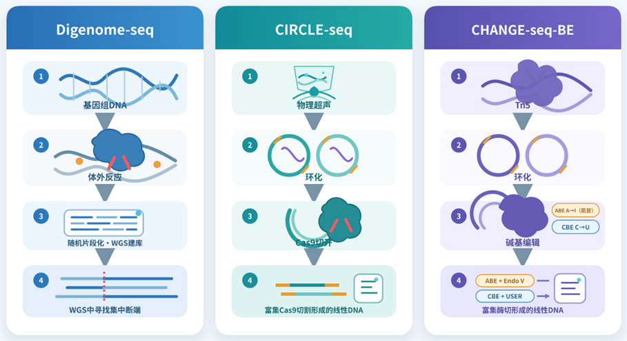 Digenome-seq、CIRCLE-seq和CHANGE-seq-BE的体外全基因组脱靶检测流程