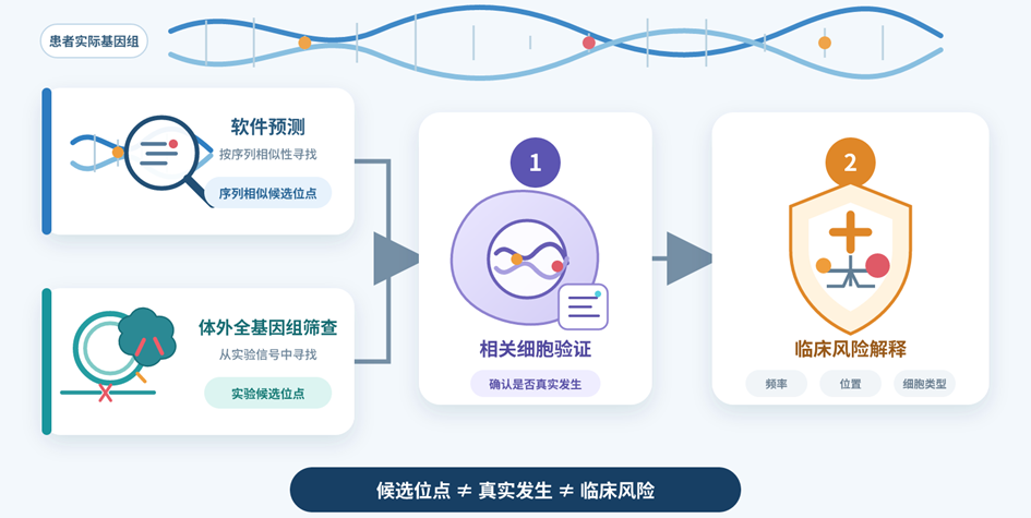 基因编辑脱靶评价流程，包括软件预测、体外全基因组筛查、相关细胞验证和临床风险解释