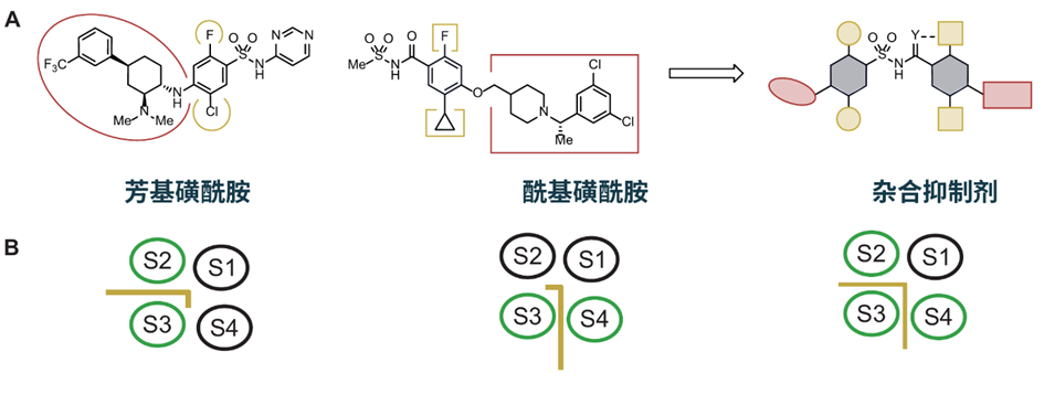 芳基磺酰胺、酰基磺酰胺及杂合抑制剂的化学结构与其在NaV1.7第四电压感应结构域中的结合区域