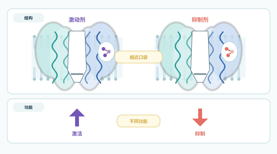 TRP通道激动剂和抑制剂的相近结合口袋及其对应的通道激活和抑制状态
