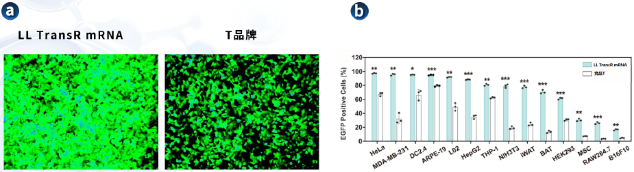 LL TransR mRNA 和T品牌的转染效果对比