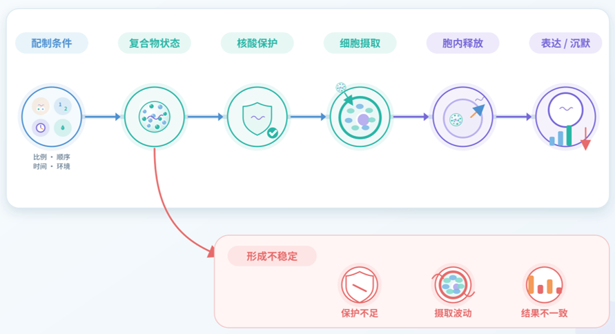转染复合物配制条件及其对后续转染过程的影响