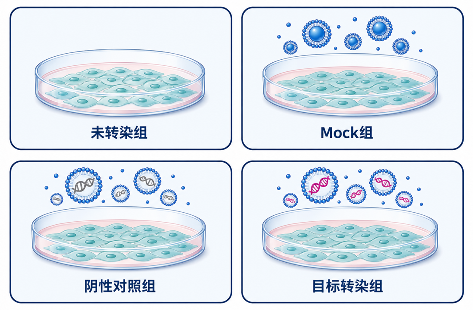 转染实验分组设置示意图