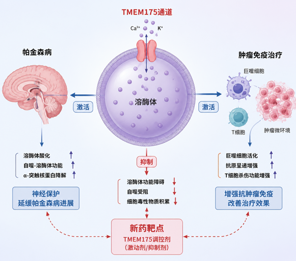 TMEM175：一个连接神经退行性疾病与癌症免疫治疗的关键蛋白