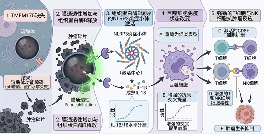TMEM175缺失与肿瘤免疫机制