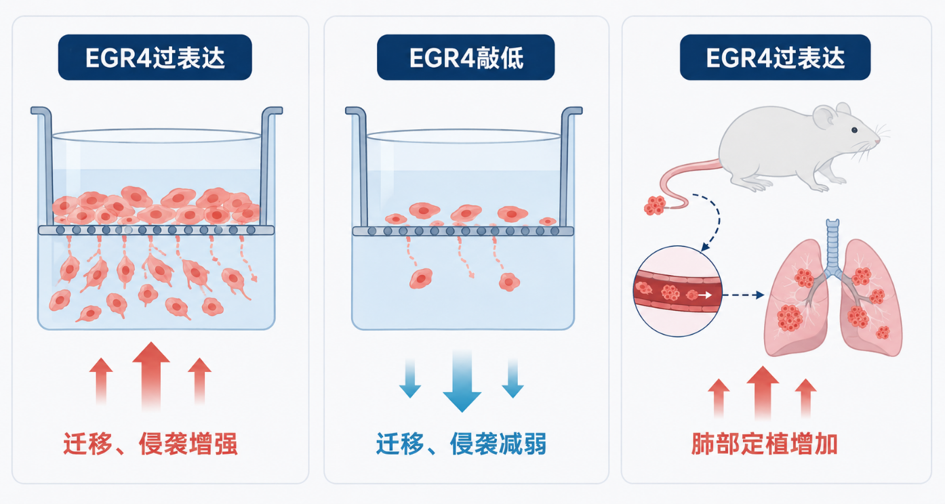 改变EGR4水平对胃癌细胞迁移、侵袭及肺部定植的影响