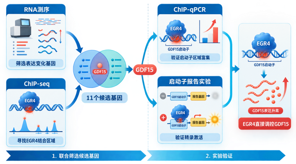 RNA测序与ChIP-seq联合筛选并验证EGR4直接调控GDF15的过程