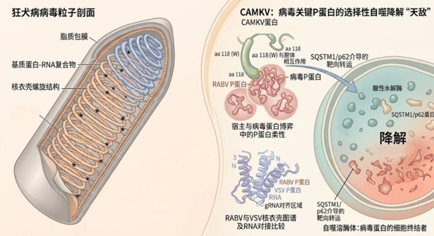 狂犬病毒磷蛋白(P蛋白)降解机制过程