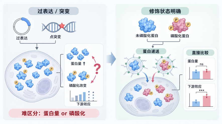 蛋白过表达/位点突变与修饰状态明确蛋白直接递送的研究策略示意图