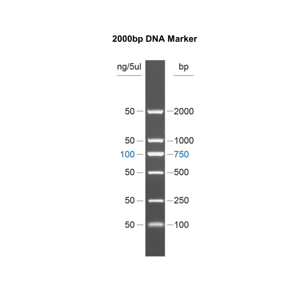 DNA Marker