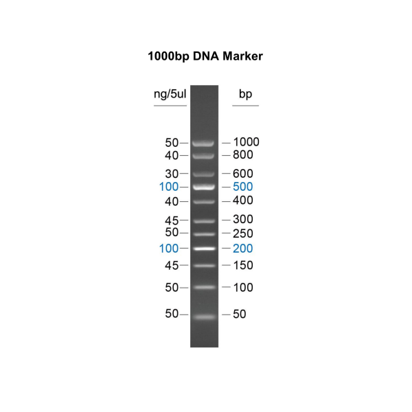 DNA Marker