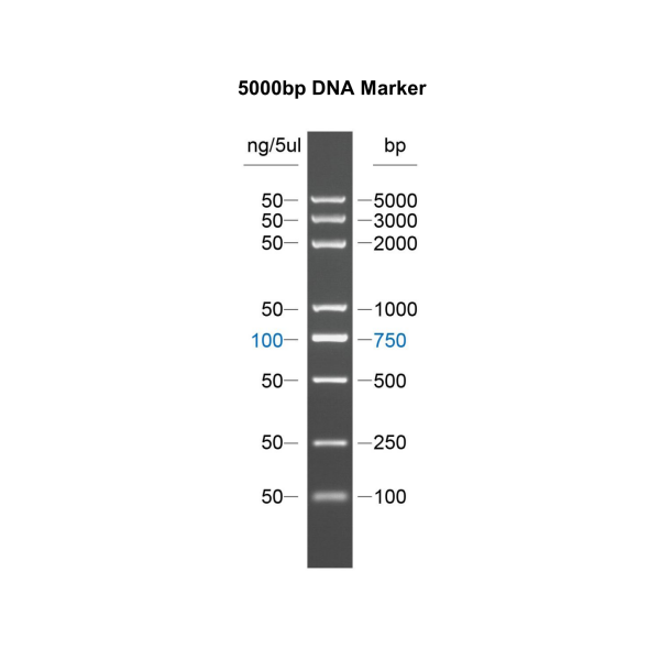 DNA Marker
