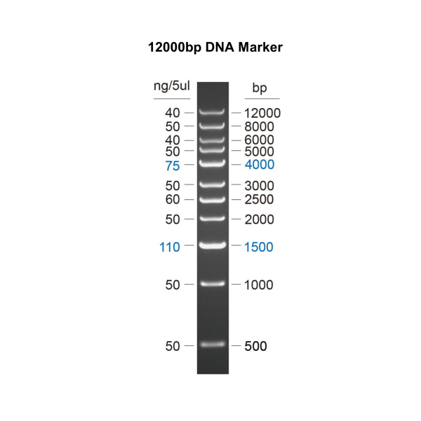 DNA Marker