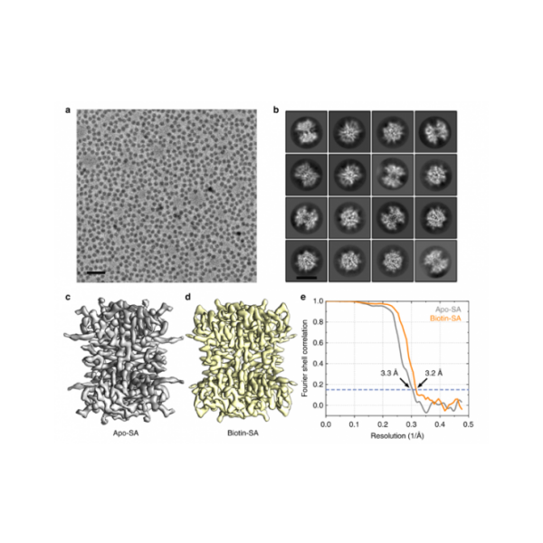 Cryo-ET冷冻电子断层成像