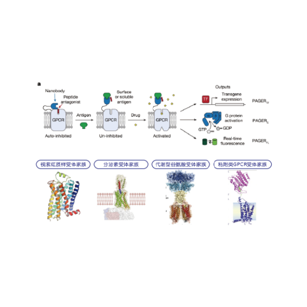 GPCR蛋白开发